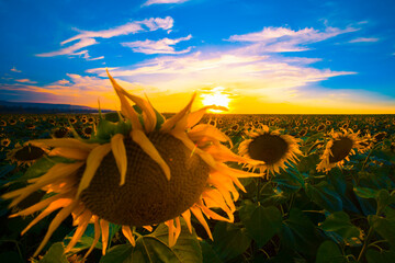 rural summer floral nature scenery, blooming yellow sunflowers on the field, Provence, France, Europe	