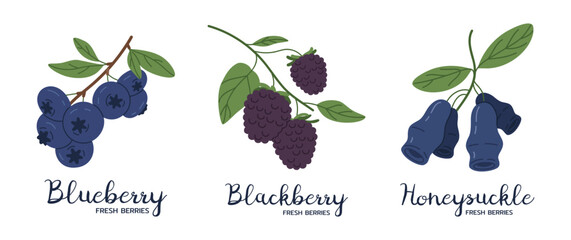 Edible berries. Blackberry, blueberry and honeysuckle, juicy fresh garden berries flat vector illustration set. Hand drawn berries with captions