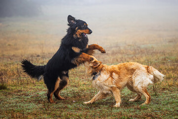 black and gold Hovie dog hovawart the couple is playing wildly