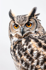 A large owl with yellow eyes stares at the camera