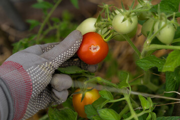 tomato gnawed by slugs in farmer's hand, tomatoes damaged by pests, crop loss due to slugs in the...