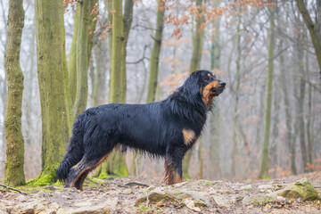 black and gold Hovie dog hovawart is wet and posing in the woods