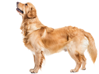 golden retriever looking up, closeup sideview portrait cutout isolated on transparent background
