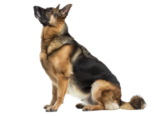 german shepherd looking up, cutout sideview portrait isolated on transparent background
