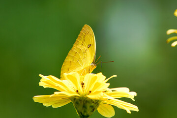 a butterfly on a yellow zinnia flower
