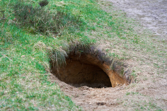 Large burrow in the ground near a downed tree in a summer forest.