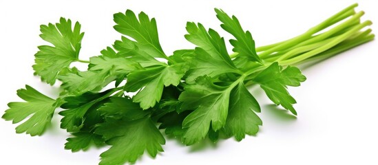 A bunch of Chinese celery leaves, a type of leaf vegetable and ingredient in fines herbes, displayed on a white background. This plant is a terrestrial flowering produce commonly used in food recipes - Powered by Adobe