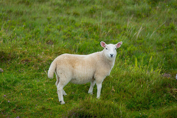 Naklejka na ściany i meble PORTRAIT: Young lamb standing on a verdant mountain pasture on Isle of Skye