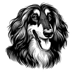 Happy Afghan Hound dog portrait. Hand Drawn Pen and Ink. Vector Isolated in White. Engraving vintage style illustration for print, tattoo, t-shirt