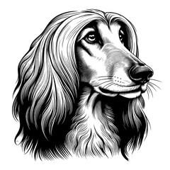 Afghan Hound dog portrait. Hand Drawn Pen and Ink. Vector Isolated in White. Engraving vintage style illustration for print, tattoo, t-shirt