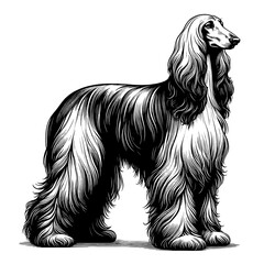 Full-body Afghan Hound dog standing. Hand Drawn Pen and Ink. Vector Isolated in White. Engraving vintage style illustration for print, tattoo, t-shirt	