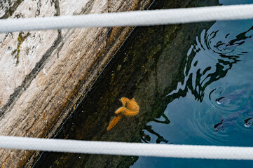 starfish near the surface of the water near stone pier. background with mooring ropes and blue water.