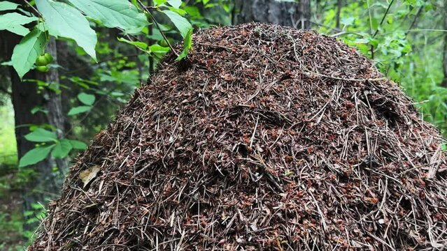 Working ants in anthill in the forest