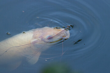 Carpa bajo el agua