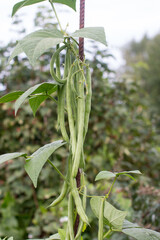 a growing string bean on a branch in the garden. Gardening