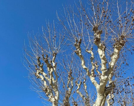 sycamore tree without leaves but with dry fruit spheres, France