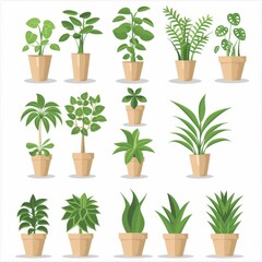 Fototapeta na wymiar Umbrella Plant (Schefflera Arboricola), Pot Plant Flat Icon Set, Umbrella Plant Flat Design