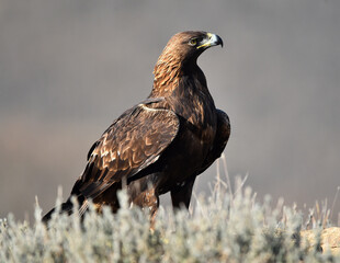 un imponente aguila real en las montañas de españa