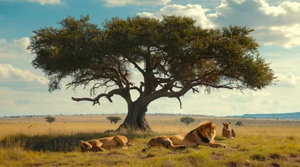 Foto auf Acrylglas A pride of lions relaxing in the shade of a majestic acacia tree on the dusty African plains. © Dave