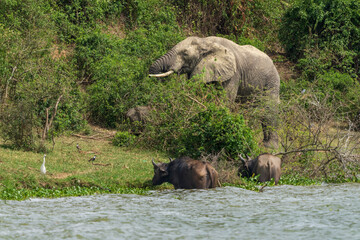 African elephant