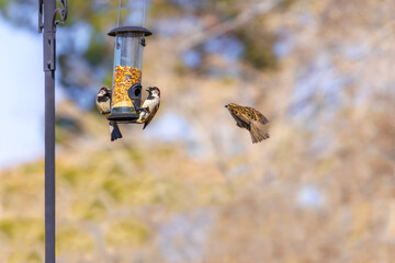 A sparrow flying to a bird feeder to join two others