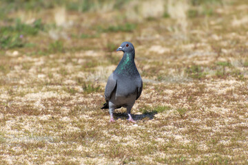 A pigeon standing on the ground