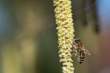 A bee hangs from the flowering bush of a wild hazelnut in spring. The bee is looking for pollen and...
