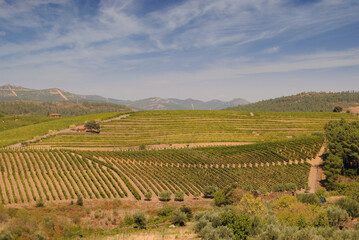 Wine culture landscape in the north of Portugal