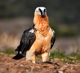 un quebrantahuesos en las montañas españolas
