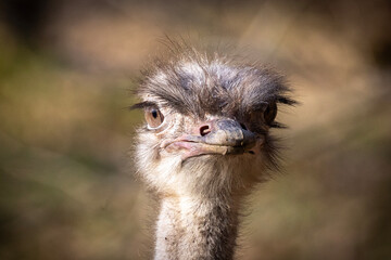 Portrait of an ostrich