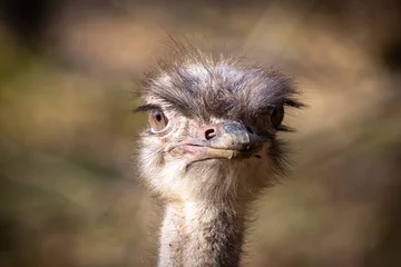 Foto auf Acrylglas Portrait of an ostrich © Grega