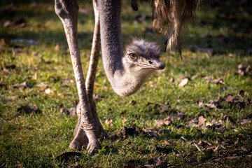 Ostrich with its head at the legs