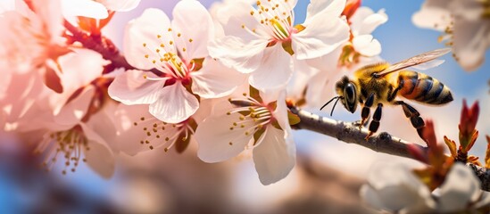A bee perches on a twig of a cherry blossom tree, enjoying the view of the flowering plant against the backdrop of the sky in a natural landscape - Powered by Adobe