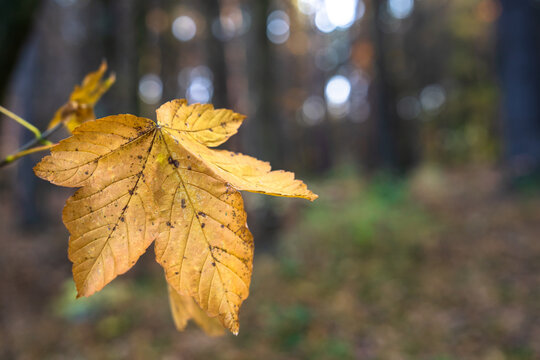 Yellow autumn leaf in the autumn forest, beautiful yellow autumn, autumn picture, stock photo