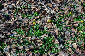 Bright yellow flowers of Ficaria verna against a background of green leaves in early spring.