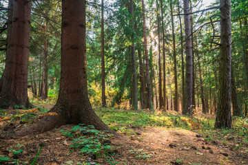 Green dense forest on the threshold of autumn, green trees, nature, stock photo