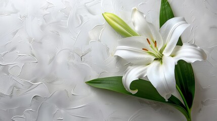Funeral lily on white backdrop with sufficient space for meaningful text positioning