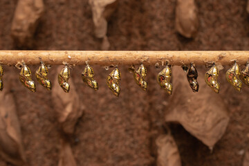 caterpillars and butterfly chrysalises hanging on a stick in a nursery - obrazy, fototapety, plakaty