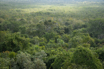 Fototapeta na wymiar Green rainforest trees in Noh Bec in Quintana Roo state, Mexico