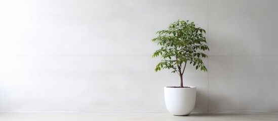 A houseplant in a flowerpot sits in front of a white wall, bringing a touch of nature to the room. The green leaves contrast beautifully with the clean rectangle of the wall