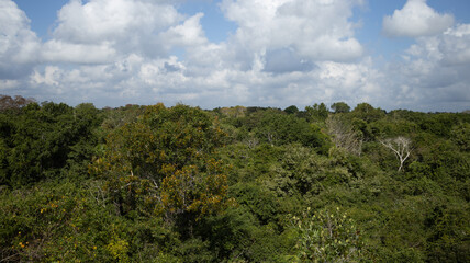 Fototapeta na wymiar Green rainforest trees in Noh Bec in Quintana Roo state, Mexico