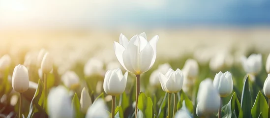 Fotobehang A beautiful field of white tulips with the sun peeking through the petals, creating a stunning natural landscape in the grassy meadow © TheWaterMeloonProjec
