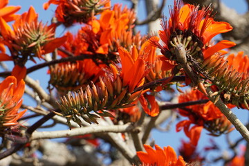 入学、卒業式といえば、デイゴ
