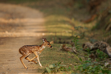 Chital or cheetal - Axis axis also Spotted deer, native to the Indian subcontinent, young calf running across the road