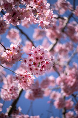 Pink Cherry Blossom 01