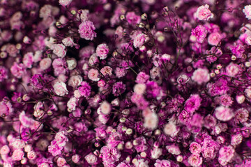 Gypsophila flowers as background. Gypsophila paniculata, cute flower, baby's-breath pink  and...