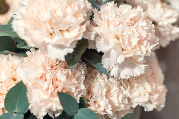Peach carnations close-up.  Background.  Postcard.