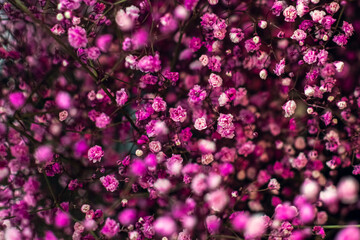 Gypsophila flowers as background. Gypsophila paniculata, cute flower, baby's-breath pink  and violet flower.