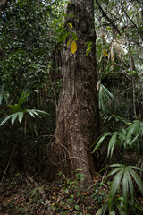 Rainforest vegetation in Noh Bec, Quintana Roo, Mexico