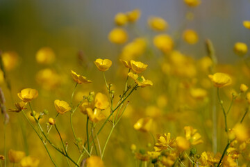 Field of yellow wildflowers
